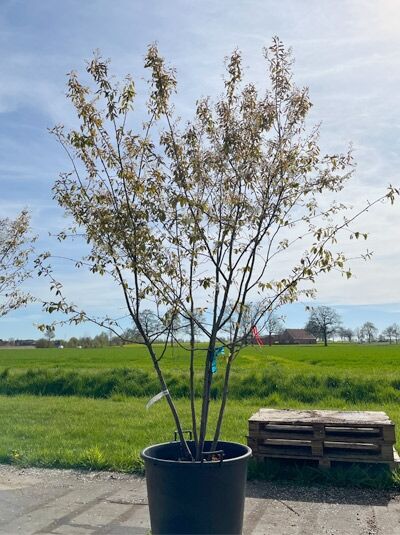 Kupfer-Felsenbirne 250 - 300 cm Schirmform / Amelanchier lamarckii (876164)