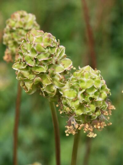 Sanguisorba minor (Kleiner Wiesenknopf/Pimpinelle) mit kugeligen grünen Blütenköpfen an aufrechten Stielen