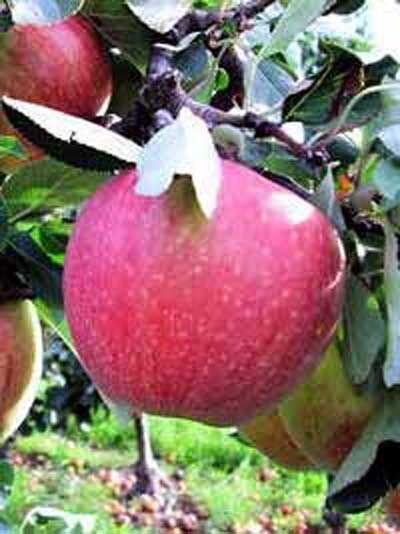 Apfel 'James Grieve' / Malus domestica 'James Grieve'