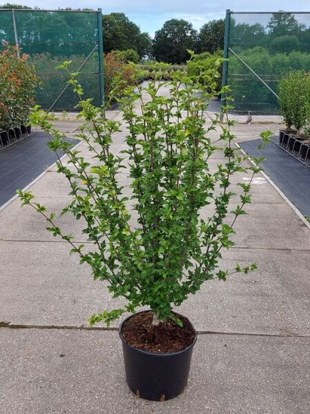 Garten-Eibisch 'Magenta Chiffon' ®  / Garten-Eibisch 'Magenta Chiffon' ® 