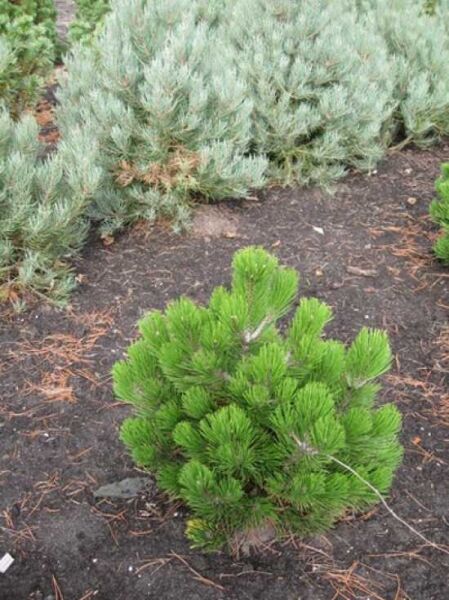 Pinus heldreichii 'Compact Gem' / Kompakte Schlangenhautkiefer / Zwerg-Schlangenhautkiefer