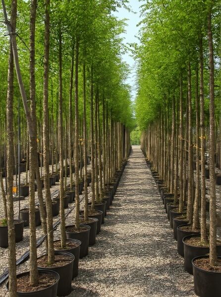 Japanischer Schnurbaum (Sophora japonica / Styphnolobium japonicum) Hochstamm 10-12 StU im Container, Reihe in Baumschule