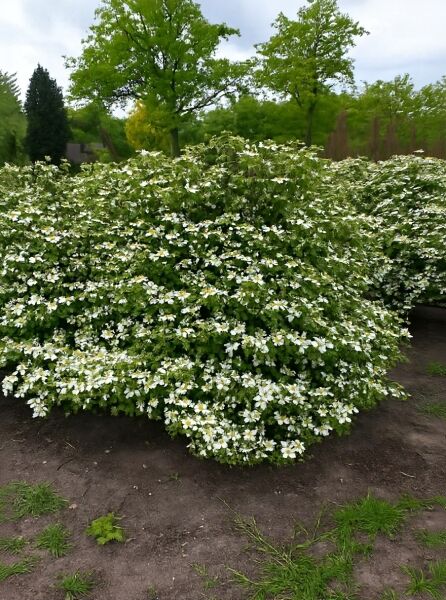 Viburnum plicatum 'Mariesii', Japanischer Etagen-Schneeball 'Mariesii' als Solitärstrauch mit weißen Blüten, 150–175 cm, m. B.