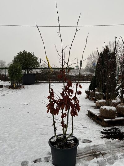 Eisenholzbaum / Parrotie / Parrotia persica 175-200 cm mehrstämmig Schirmform