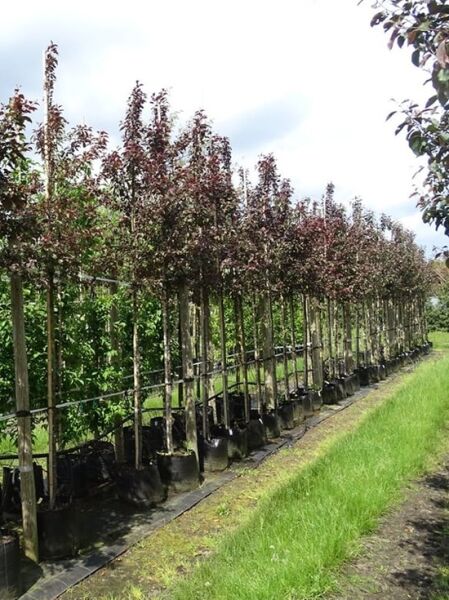 Zierapfel 'Mokum' / Zierapfel 'Mokum'