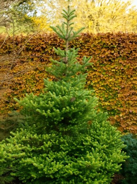 Gelbnadelige Korea-Tanne (Abies koreana 'Aurea') als junger, kompakter Nadelbaum mit goldgelb-grünen Triebspitzen
