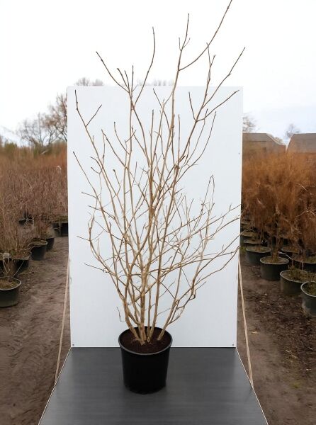 Viburnum opulus 'Roseum' / Gefüllter Schneeball 'Roseum', 175-200 cm, C20, mehrstämmiger Strauch im Container mit kahlen Trieben.