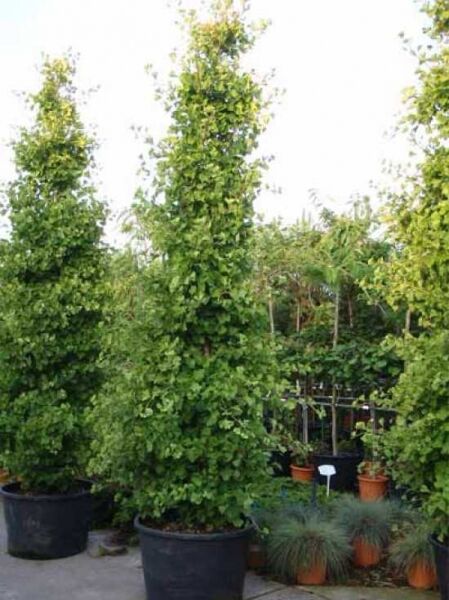 Ginkgo Mädchenhaarbaum / Ginkgo biloba 'Fastigiata Blagon' ®