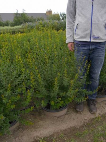 Syringa laciniata (Persischer Flieder, geschlitztblättriger Flieder) Strauch im C20-Topf, 100–125 cm Höhe.