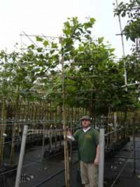 Platanus acerifolia / Spalier-Platane Hochstamm-Spalier im Container, Stamm ca. 200 cm, Krone am Spalierrahmen erzogen.