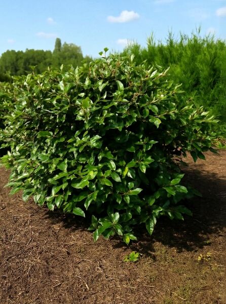 Schneeball 'Eskimo' / Schneeball 'Eskimo'