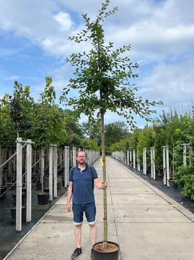 Malus floribunda (Vielblütiger Apfelbaum) Hochstamm 12-14 StU im Container, aufrechter Stamm mit grüner Laubkrone.