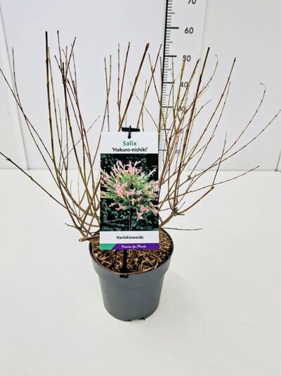 Harlekinweide / Salix integra 'Hakuro-nishiki'