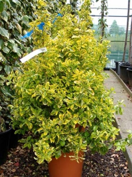 Japanischer Spindelstrauch 'Aureus' (Euonymus japonicus) 80-100 cm C20, buschiger Strauch im Topf mit gelbgrünem Laub