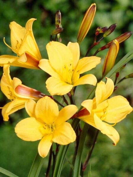 Hemerocallis Hybride 'Corky' / Taglilie