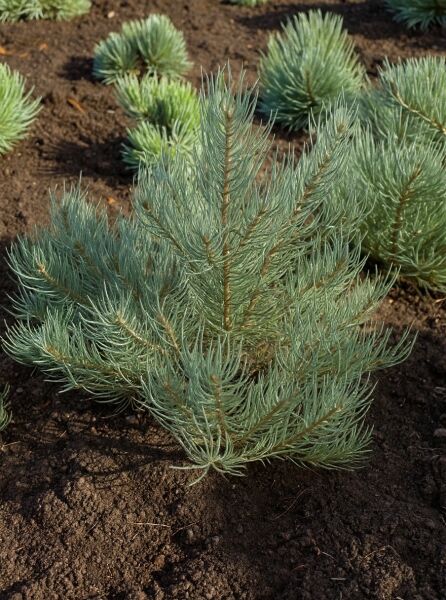 Pinus monophylla / Einnadelige Kiefer 30–40 cm m. B., kompakter junger Nadelbaum mit blaugrünen, langen Nadeln.