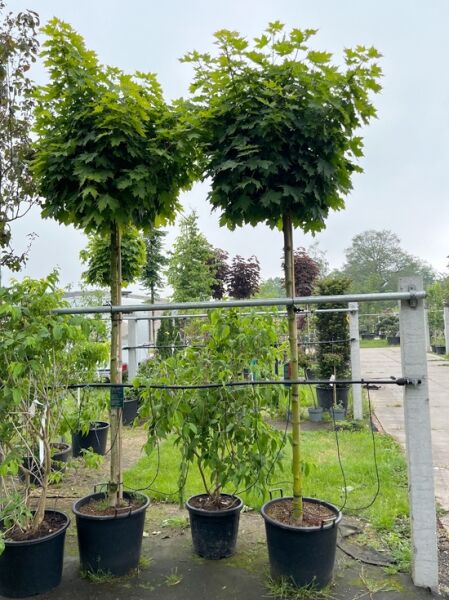 Acer platanoides 'Globosum' Kugel-Ahorn, Hochstamm mit kugeliger Krone im Container, ca. 225 cm Stamm 14-16 StU