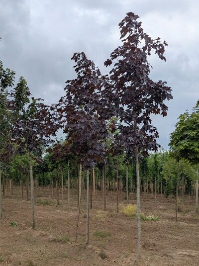 Spitz-Ahorn (Acer platanoides) 'Royal Red' Hochstamm mit dunkelrotem Laub und schlankem Stamm im Baumschulquartier.