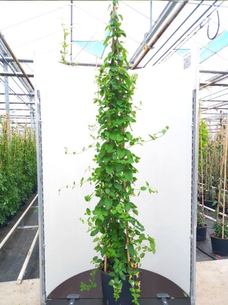 Lonicera japonica 'Hall's Prolific' / Japanisches Geißblatt 'Hall's Prolific' 175-200 cm C10, Kletterpflanze am Stab im Container