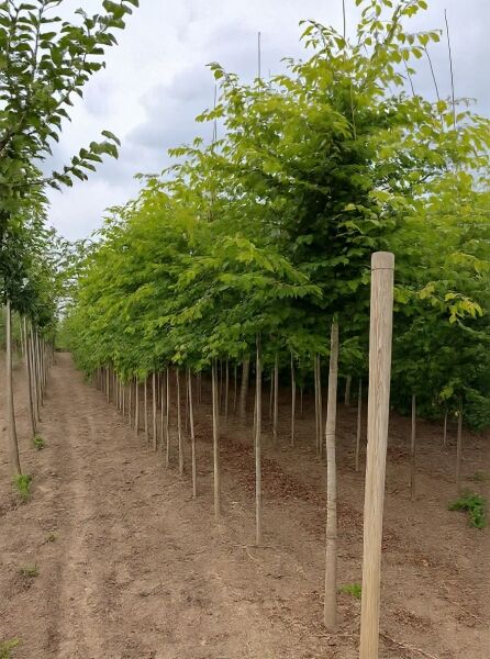 Japanische Zelkove (Zelkova serrata) Hochstamm, Stammumfang 12–14 cm, mit durchgehendem Stamm und dichter, grüner Krone.