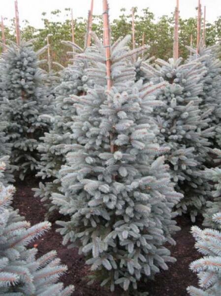 Picea pungens 'Fat Albert' / Blaue Stech-Fichte 'Fat Albert' 150-175 cm m. Db., kompakter Nadelbaum mit blauen Nadeln