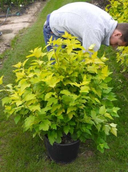 Goldgelbe Blasenspiere (Physocarpus opulifolius 'Dart's Gold') im Topf, gelbgrünes Laub, 100–125 cm, C20