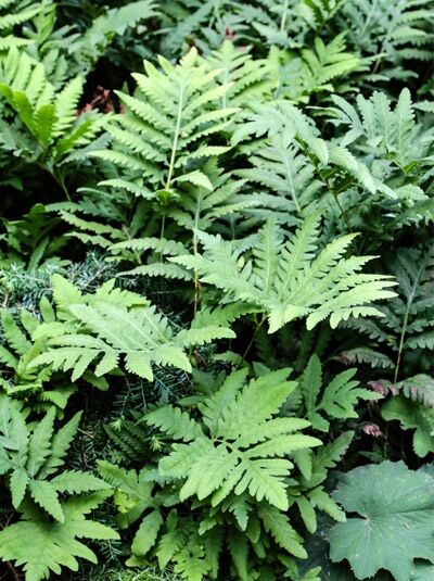 Perlfarn / Onoclea sensibilis