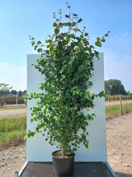 Cercidiphyllum japonicum Judasblatt (Kuchenbaum/Katsurabaum) 175-200 cm C20 im schwarzen Topf, aufrecht wachsend, belaubt