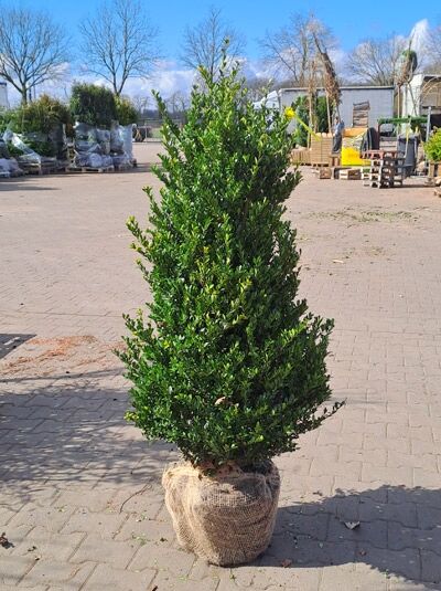 Japanische Stechpalme Ilex crenata 'Dark Green ®' Solitär, 120–140 cm, mit Drahtballen, dichter immergrüner Wuchs