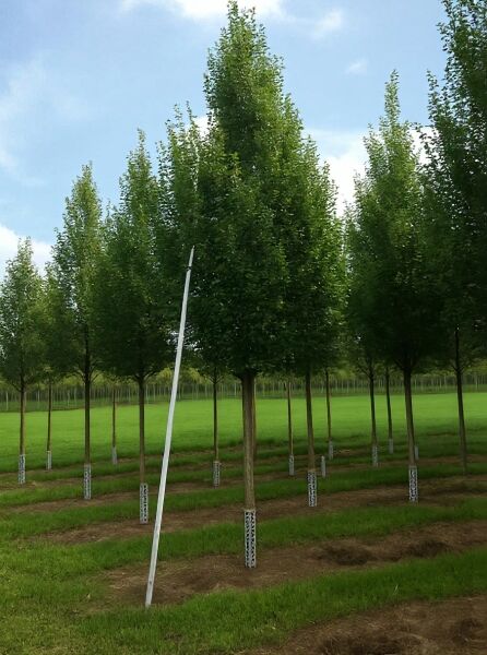 Säulen-Hainbuche (Carpinus betulus 'Fastigiata') Hochstamm 30–35 StU, schlanke säulenförmige Krone, grünes Laub.