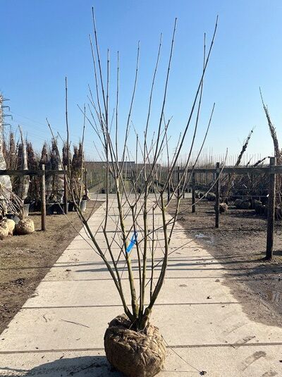 Tetradium daniellii (Euodia hupehensis) / Samthaarige Stinkesche mehrstämmig 200-250 cm, m. Db., mit Ballen und kahlen Zweigen
