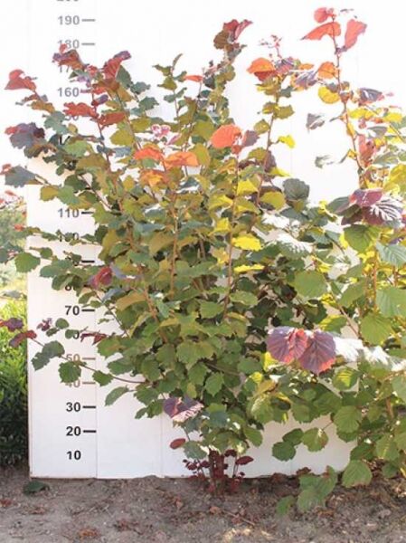 Corylus maxima 'Purpurea' (Purpur-Hasel/Blut-Hasel) 150-175 cm m. B., mehrstämmiger Strauch mit purpurgrünem Laub