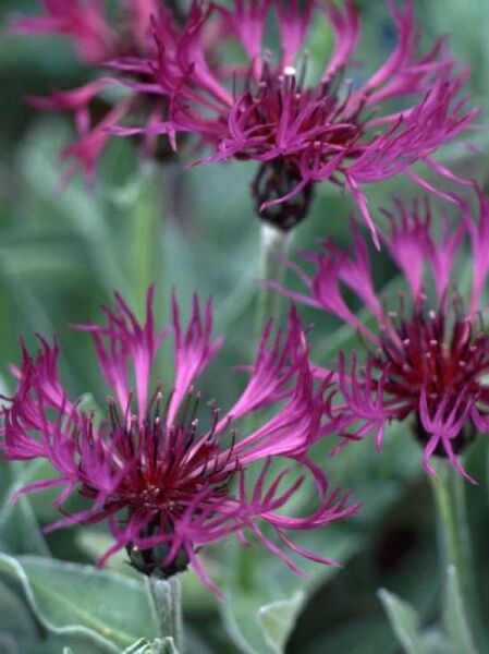 Garten-Flockenblume 'Jordy'® / Centaurea montana 'Jordy'®