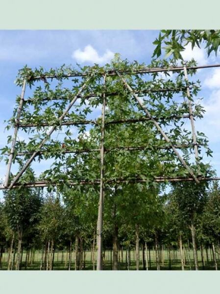 Liquidambar styraciflua / Amberbaum 'Hochstamm-Spalier' H:150 B:200 T:10 (Stamm 200 cm)