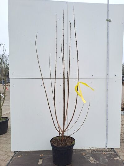 Forsythie (Forsythia intermedia) 'Lynwood' 100-125 cm C12, mehrtriebiger Strauch im schwarzen Topf, unbelaubt, mit gelbem Etikett.