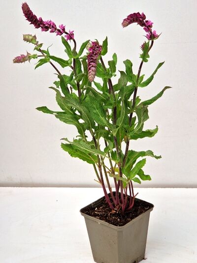 Salvia nemorosa 'Caradonna Pink ®' / Steppen Salbei 'Caradonna Pink ®' P9, Topfpflanze mit rosa Blütenähren und grünem Laub