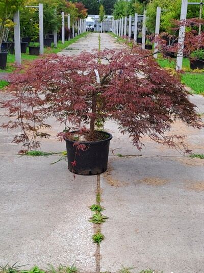 Fächerahorn 'Inaba shidare' / Japanischer Ahorn 40 cm Stammhöhe / Fächerahorn 'Inaba shidare' / Japanischer Ahorn 40 cm Stammhöhe