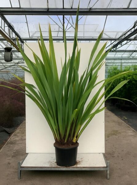 Phormium tenax / Neuseeländer-Flachs 125-150 cm C25 im Topf, horstbildend mit aufrechten, schmalen grünen Blättern.