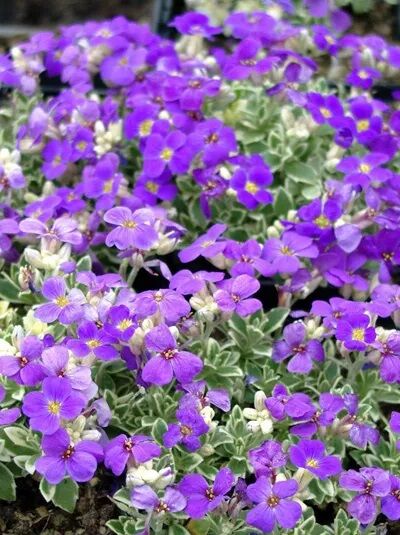 Blaukissen / Aubrieta cultorum Silberrand
