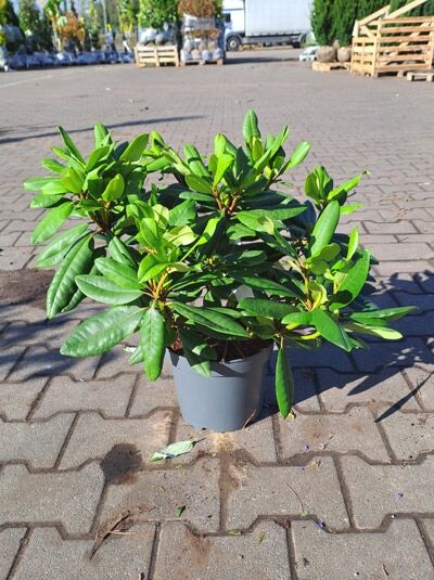 Rhododendron Hybride 'Azurro' (Rhododendron 'Azurro') 30–40 cm C5, immergrüner Strauch im Topf mit grünen Blättern