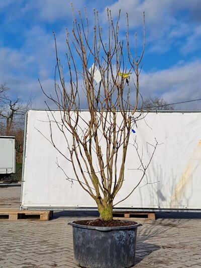 Mehrstämmiger Gewöhnlicher Flieder (Syringa vulgaris 'Souvenir d' Alice Harding') 200-225 cm im Container, Laubgehölz mit Trieben