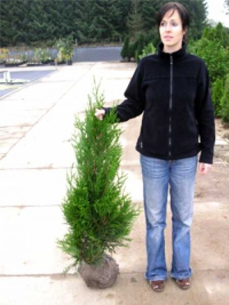Thuja plicata 'Atrovirens' / Riesen-Lebensbaum 'Atrovirens' 80-100 cm m. B., schmaler Nadelgehölz-Strauch mit Ballen