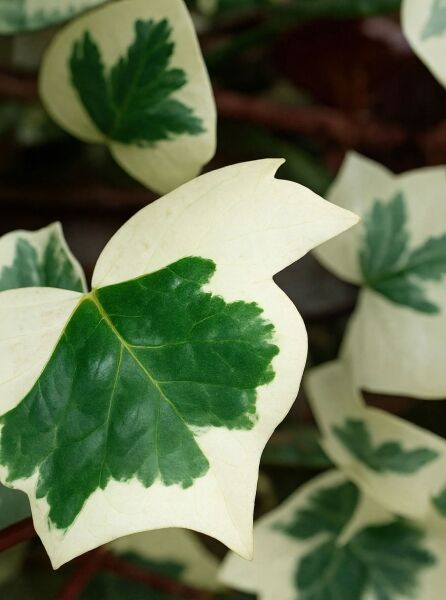Efeu Hedera helix 'Marginata Elegantissima' mit grün-weiß panaschierten, gelappten Blättern in Nahaufnahme.