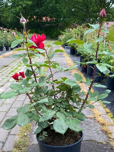 Edelrose Rosa 'Duftfestival ®' im Topf C5 mit roten Blüten und Knospen, grüne Blätter, aufrechte Triebe.