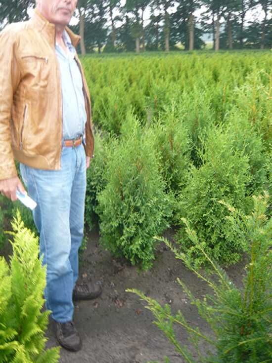 Sulen-Lebensbaum 'Columna' - Thuja occidentalis 'Columna' - Baumschule  NewGarden