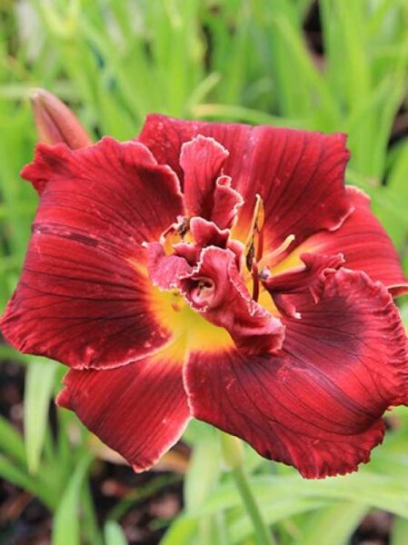 Taglilie Hemerocallis cultorum 'Double Red Royal' mit gefüllter, dunkelroter Blüte und gelbgrünem Schlund, Nahaufnahme