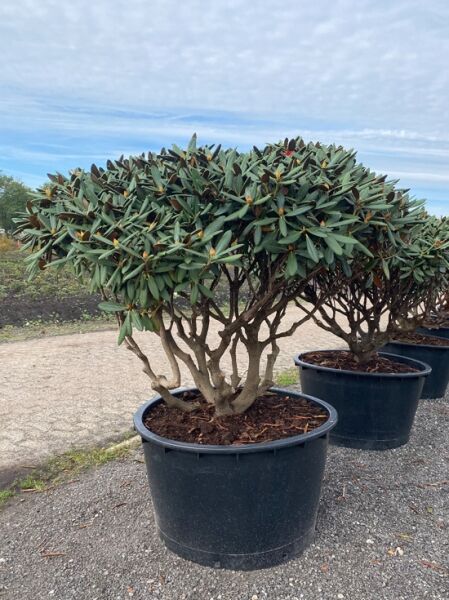 Rhododendron 'Gulliver' Schirm (Nr.1443) / Rhododendron adenogynum 'Gulliver' 170 cm breit x 120 cm hoch