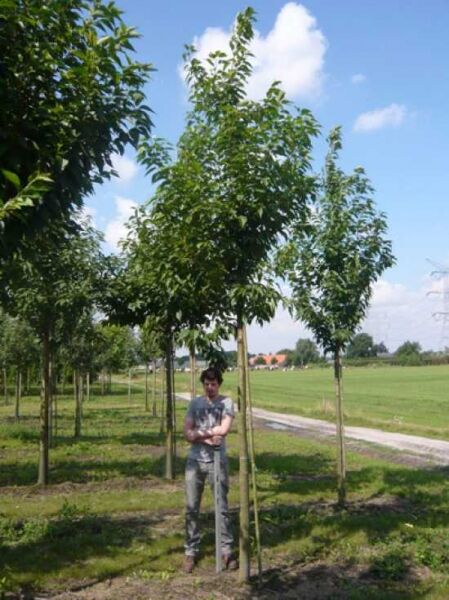 Prunus serrulata 'Sunset Boulevard' / Zierkirsche 'Sunset Boulevard' Hochstamm 20-25 StU mit Drahtballen, Baum mit Krone
