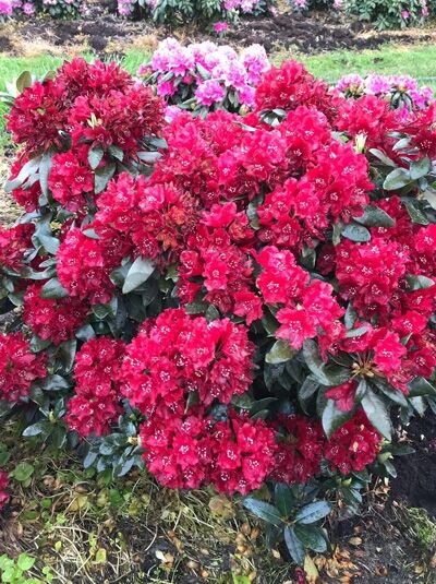 Rhododendron Hybride 'Sammetglut' / Rhododendron 'Sammetglut', immergrüner Solitärstrauch mit roten Blüten, 90–100 cm Höhe