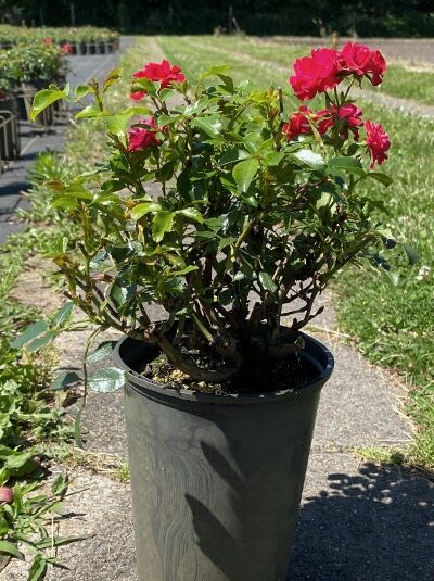 Beetrose Rosa „Balou“ (Rosa 'Balou') im C3-Topf, kompakter Strauch mit roten Blüten und grünem Laub.